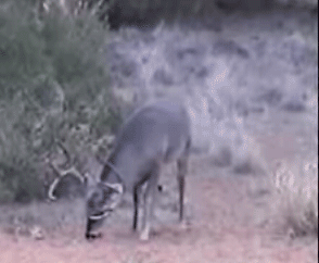 deer new