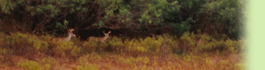Triple B Ranch trophy deer hunting